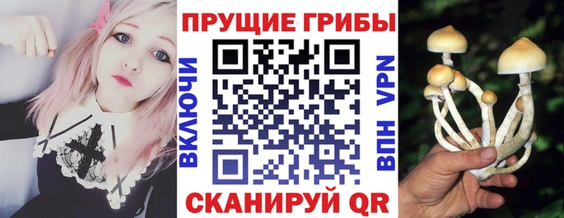 Купить где  Северская  Галлюциногенные грибы мицелий 
